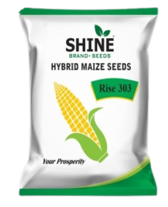 SHINE 60 BABY CORN HYBRID SEEDS