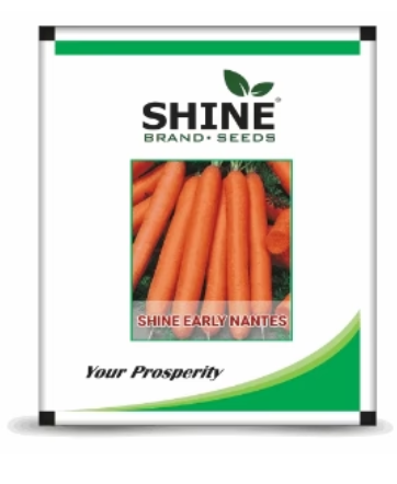SHINE CARROT SHINE EARLY NANTES IMPORTED SEEDS