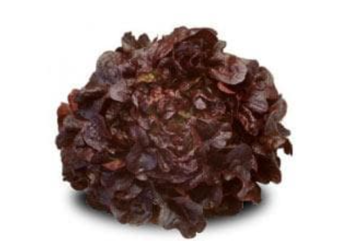 MONDAI RZ (83-40) OAK LETTUCE