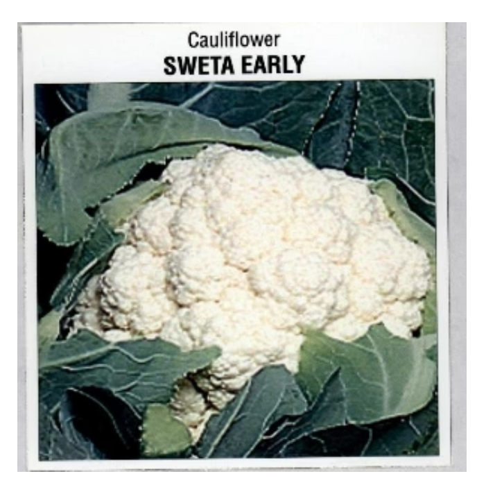 SWETA EARLY CAULIFLOWER SEEDS