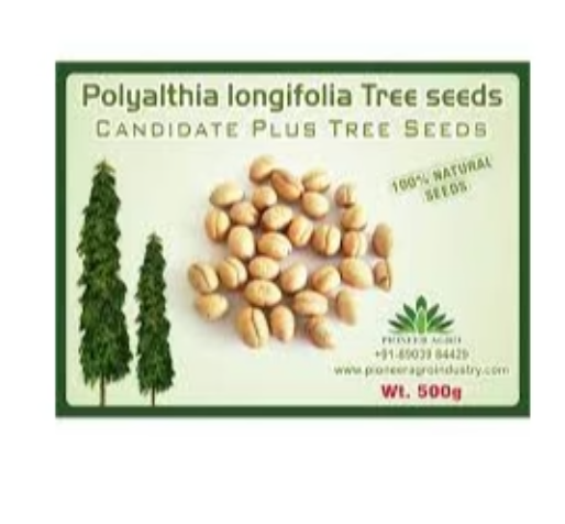 POLYALTHIA LONGIFOLIA TREE SEED