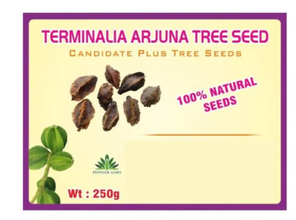 TERMINALIA ARJUNA TREE SEEDS