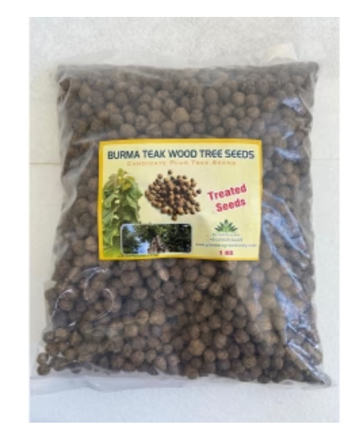 PIONEER AGRO BURMA TEAK WOOD TREE (SEEDS)