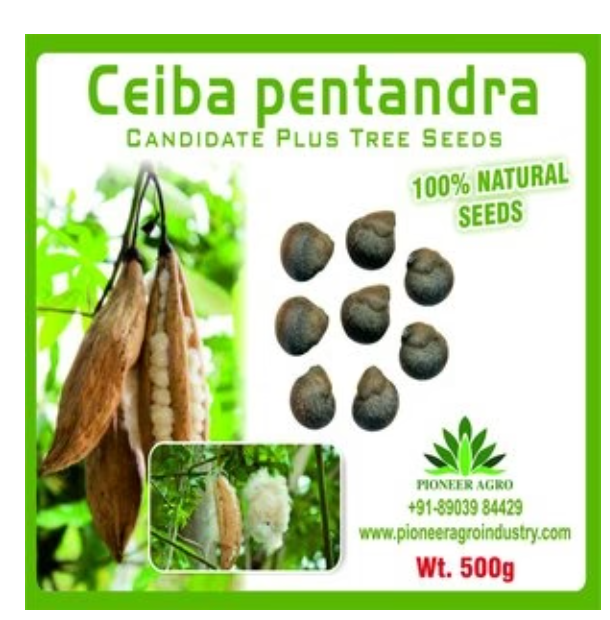 PIONEER AGRO CEIBA PENTANDRA TREE (SEED)