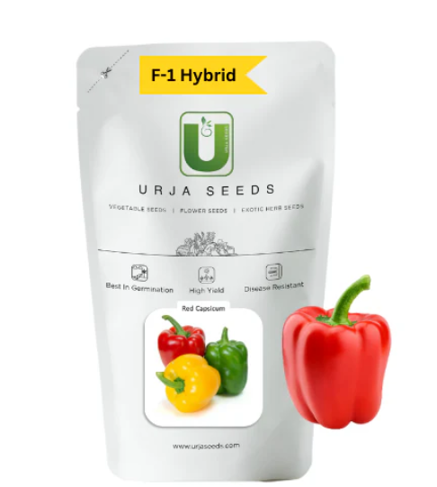 URJA RED - CAPSICUM SEEDS