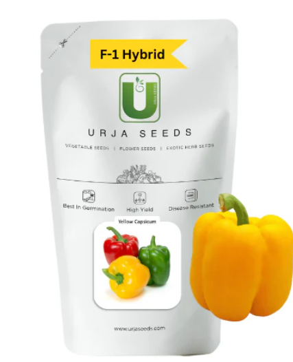 URJA YELLOW CAPSICUM SEEDS