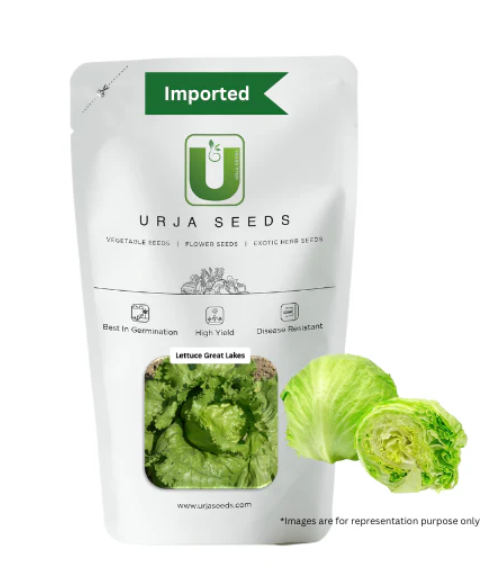 URJA GREAT LAKES - LETTUCE SEEDS