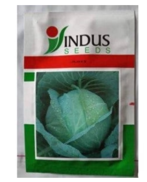 INDUS CABBAGE JUHI HYBRID SEEDS