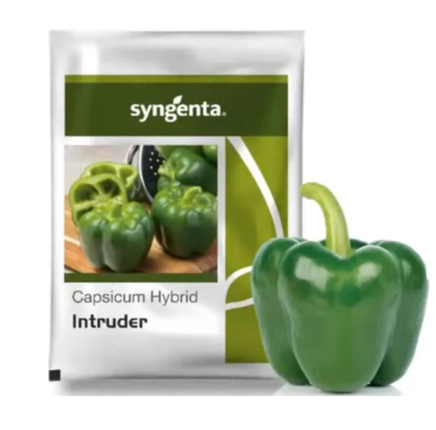 INTRUDER CAPSICUM