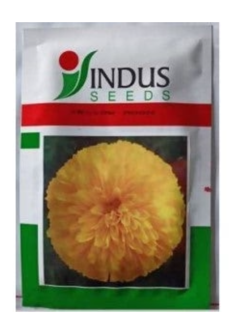 INDUS BIJILEE YELLOW MOON SEEDS