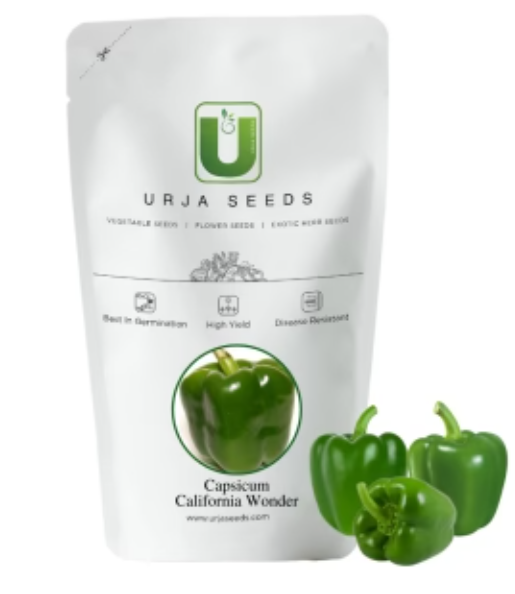 URJA CAPSICUM CALIFORNIA WONDER SEEDS