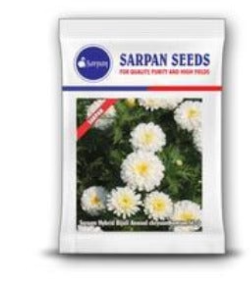SARPAN HYBRID CHRYSANTHEMUM (BIJALI WHITE) SEEDS
