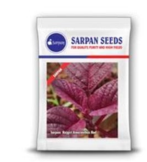 SARPAN RAJGIRI AMARANTHUS RED