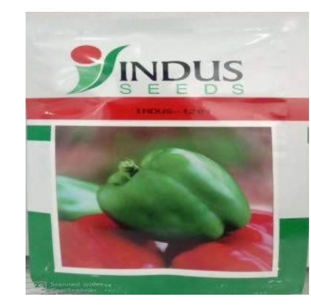 INDUS CAPSICUM 1201 GREEN SEEDS (SHIMLA MIRCH)