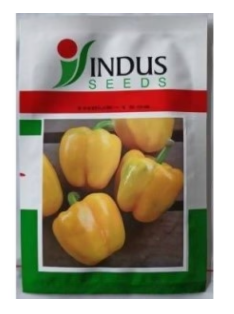 INDUS CAPSICUM 1504 HYBRID YELLOW SEEDS (SHIMLA MIRCH)