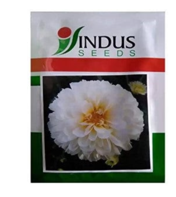 INDUS BIJILEE SHUBHRA SNOW WHITE SEEDS