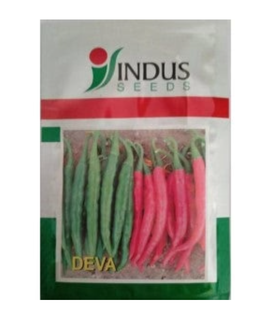 INDUS CHILLI DEVA F1 HYBRID SEEDS