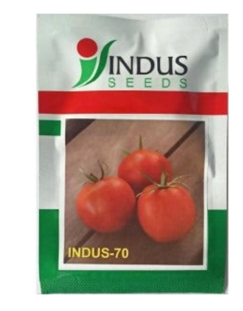 INDUS TOMATO 70 F1 HYBRID SEEDS