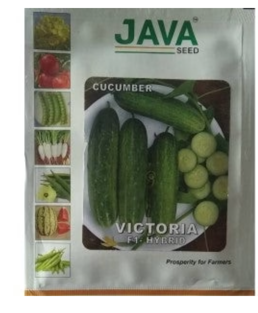 JAVA CUCUMBER VICTORIA F1 HYBRID SEEDS