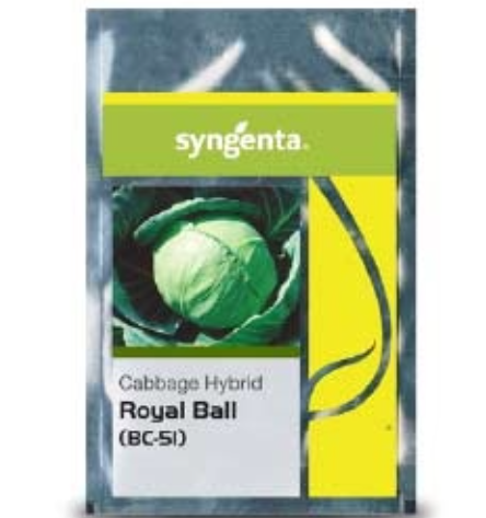 ROYAL BALL CABBAGE (BC 51)