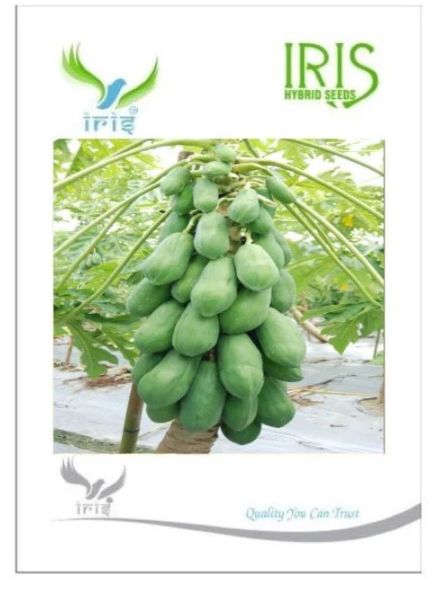 Iris Hybrid Papaya Seeds – High Yield, Superior Germination