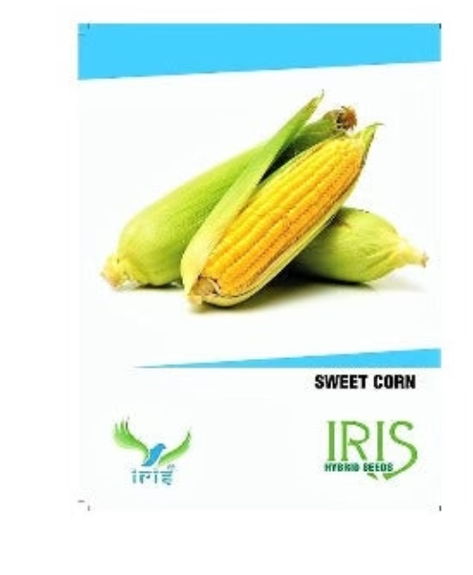 IRIS Hybrid Sweet Corn Seeds – High Yield, All Season Vegetable Seeds