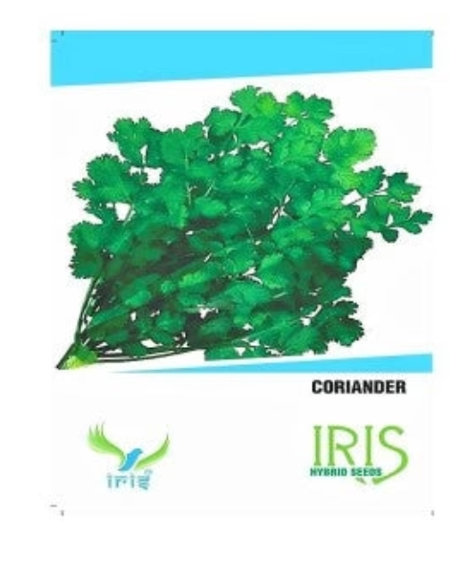 IRIS HYBRID CORIANDER SEEDS