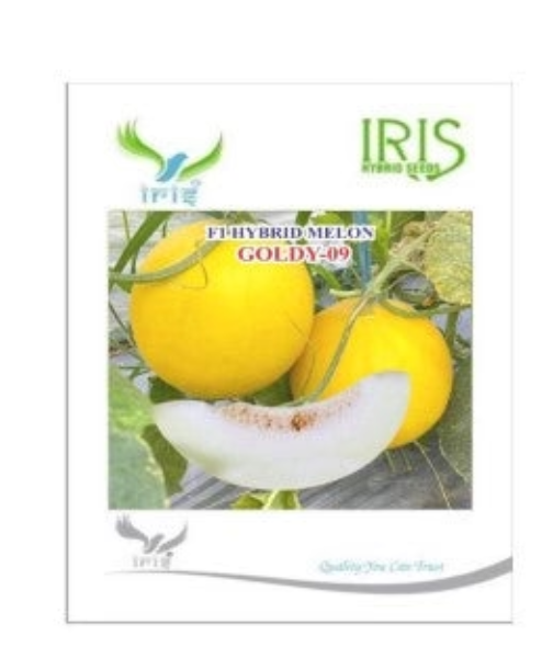 IRIS HYBRID FRUIT SEEDS MUSK MELON GOLDY-09
