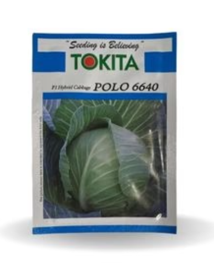 POLO 6640 F1 HYBRID CABBAGE