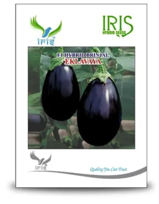 IRIS HYBRID VEGETABLE SEEDS F1 HYBRID BRINJAL EKLAVAYA