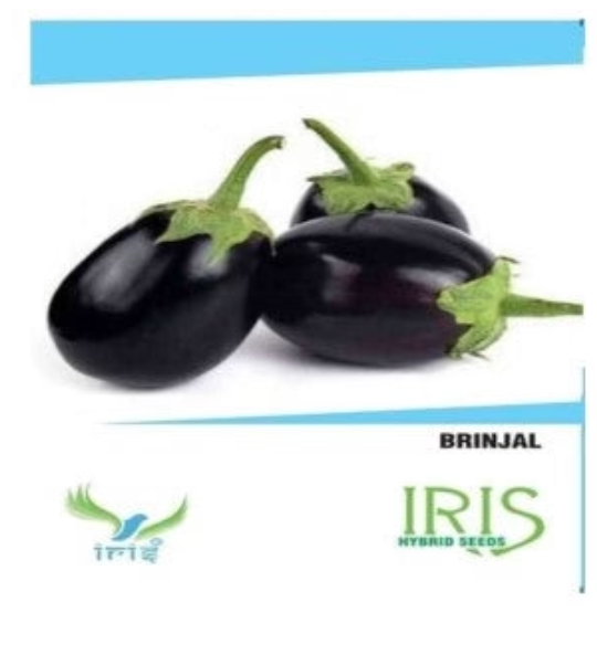 IRIS HYBRID BRINJAL SEEDS