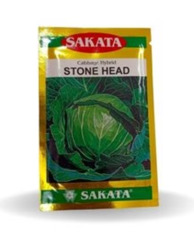 STONE HEAD CABBAGE