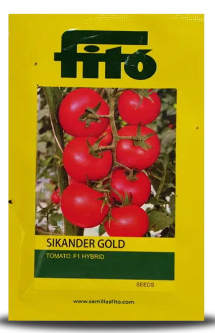 SIKANDER GOLD TOMATO SEEDS