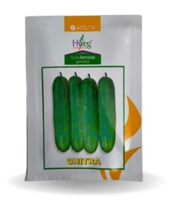 CHITRA CUCUMBER