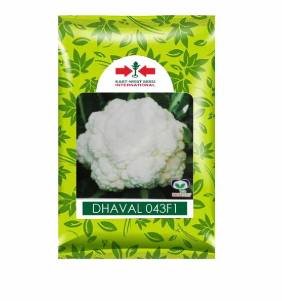 DHAVAL 043 F1 HYBRID CAULIFLOWER SEEDS, SHAPE DOME, HIGH DISEASE TOLERANCE
