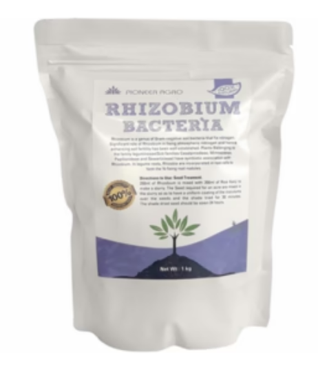 RHIZOBIUM BACTERIA (NITROGEN FIXING BACTERIA)