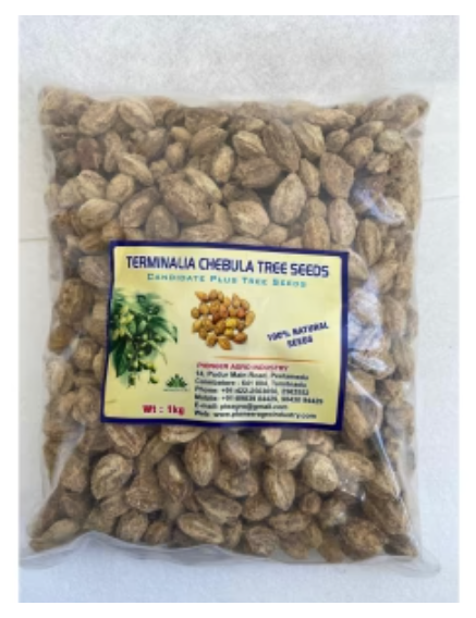 TERMINALIA CHEBULA TREE SEEDS