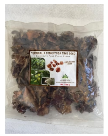 TERMINALIA TOMENTOSA TREE SEED