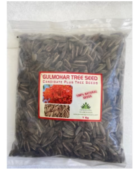 PIONEER AGRO GULMOHAR(MAY FLOWER) SEED