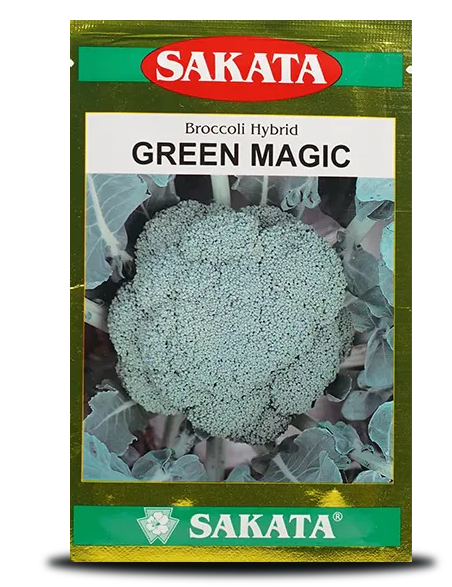 SAKATA GREEN MAGIC HYBRID BROCCOLI SEEDS, UNIFORM BROCCOLI CURD