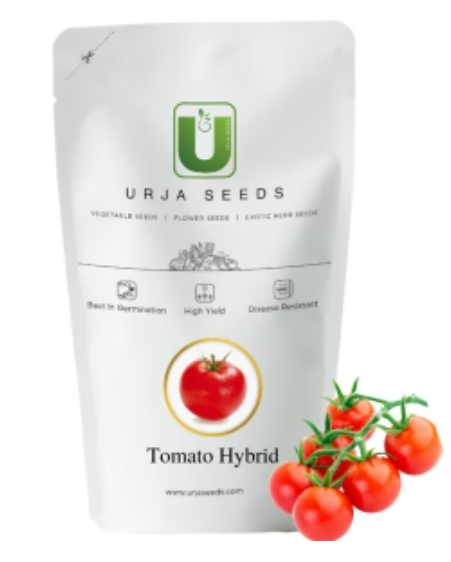 URJA US-525 TOMATO SEEDS (DETERMINATE)