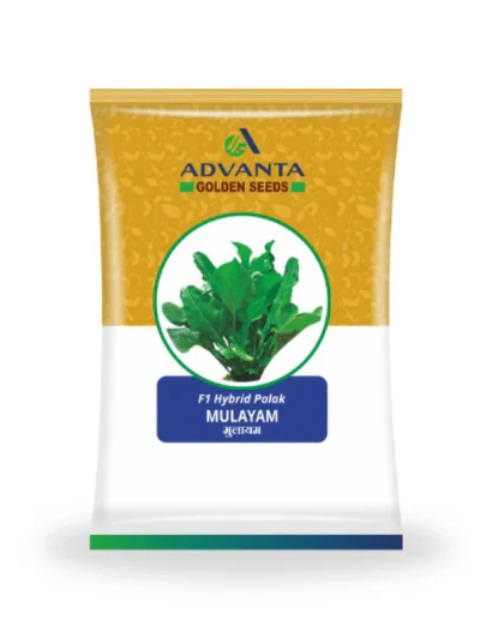 Mulayam F1 Hybrid Palak Seeds