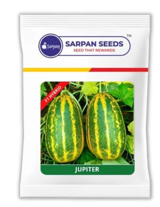 SARAPN JUPITER SAMBAR CUCUMBER SEEDS