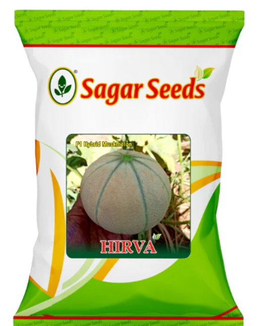 Sagar Hirva F1 Muskmelon Seeds