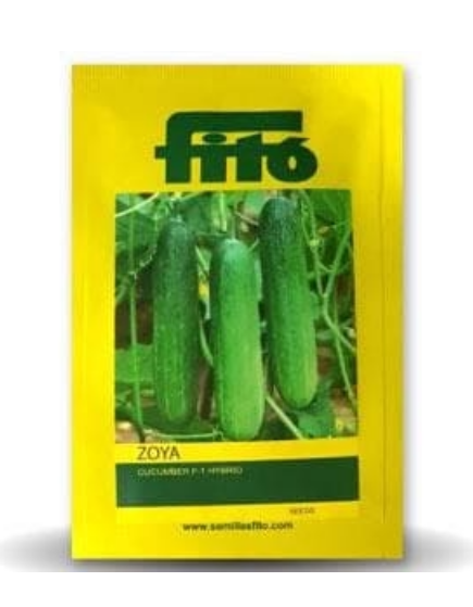 Zoya Cucumber Seeds