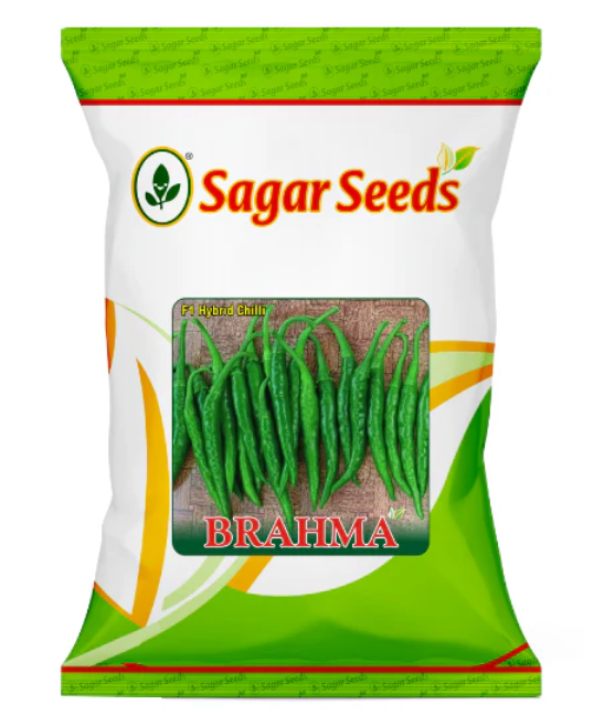 Sagar Brahma F1 chilli seeds