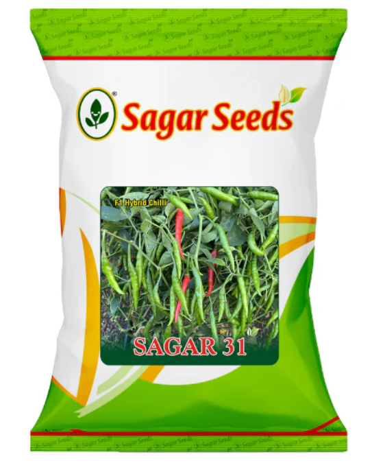 सागर 31 एफ1 मिर्च के बीज