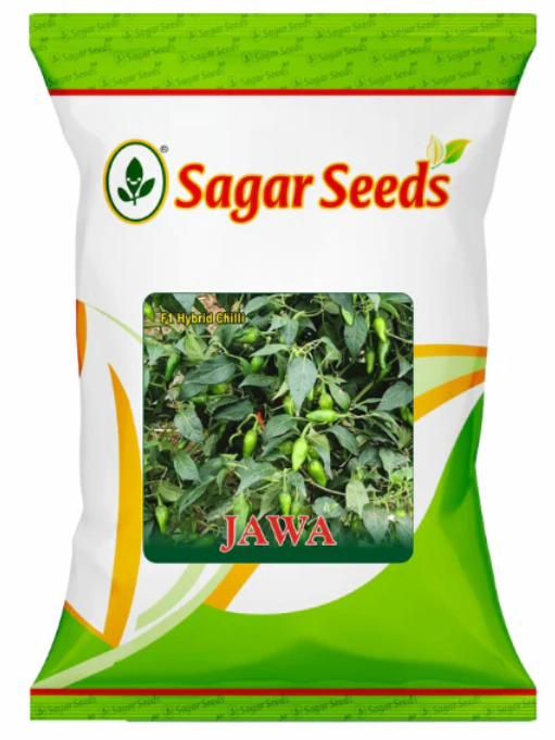 Sagar Jawa F1 chilli seeds