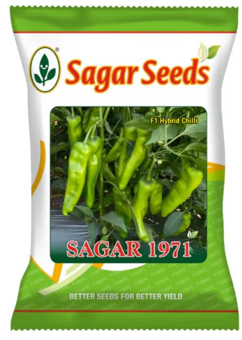 सागर 1971 एफ1 मिर्च के बीज