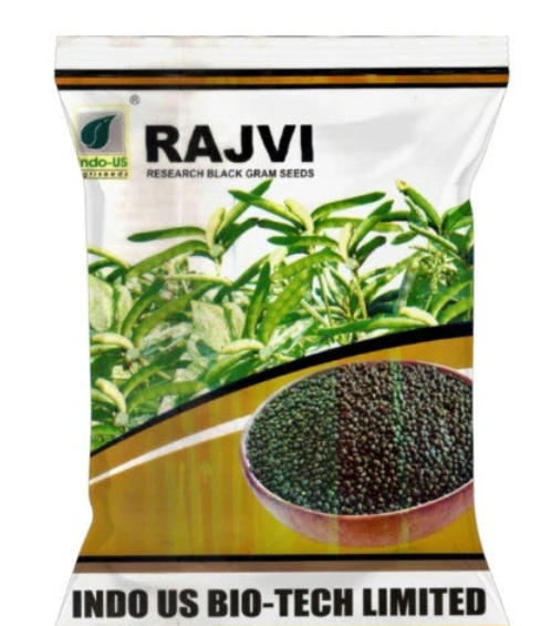 INDO US BLACK GRAM RAJVI
